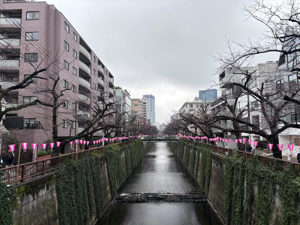 現在の目黒川の桜は・・・の画像